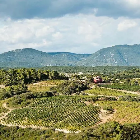 Entre Vignes Et Garrigues *